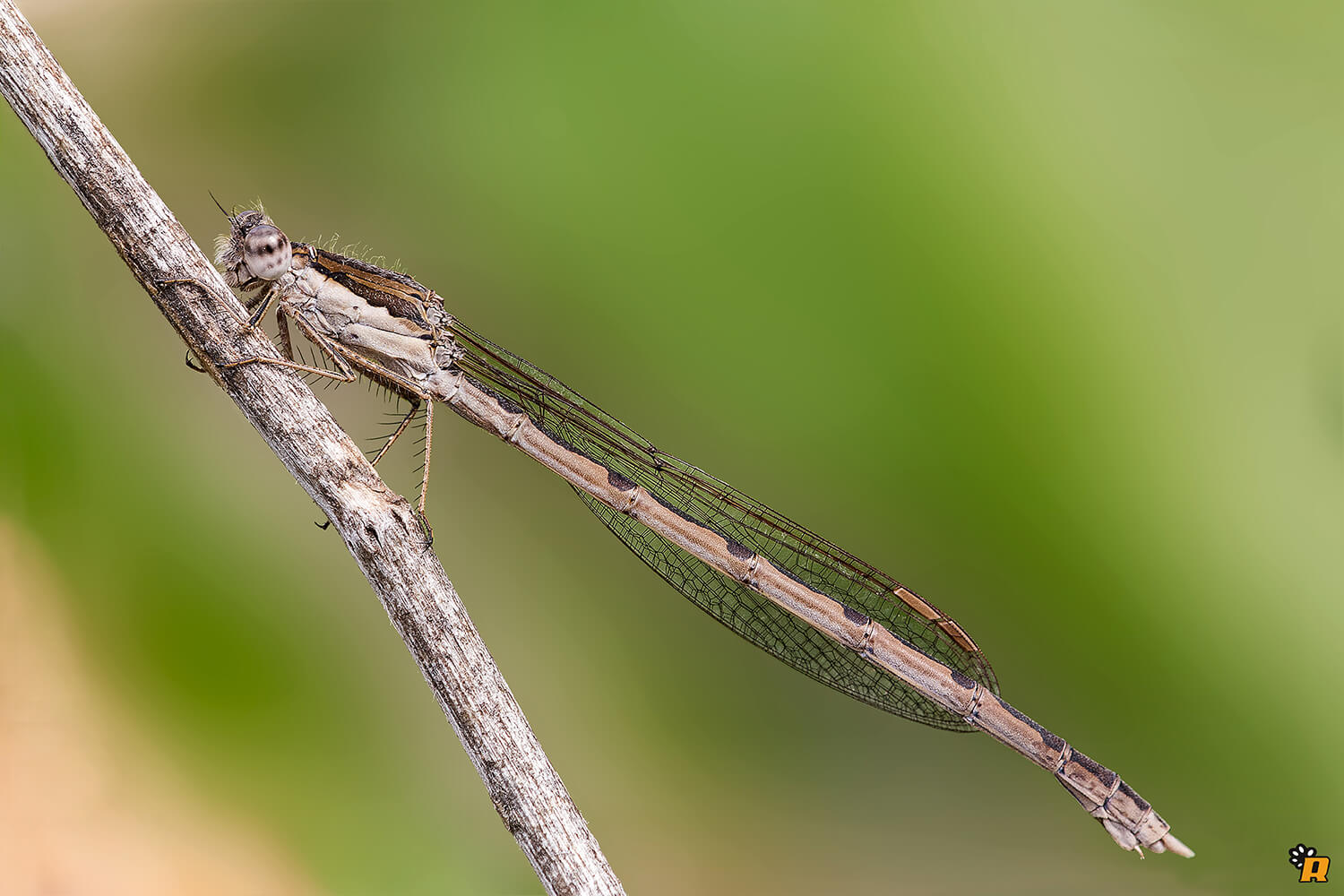 Female Sympecma fusca by Rovanto